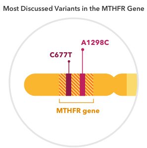 An illustration of the C677T variant in the MTHFR gene.
