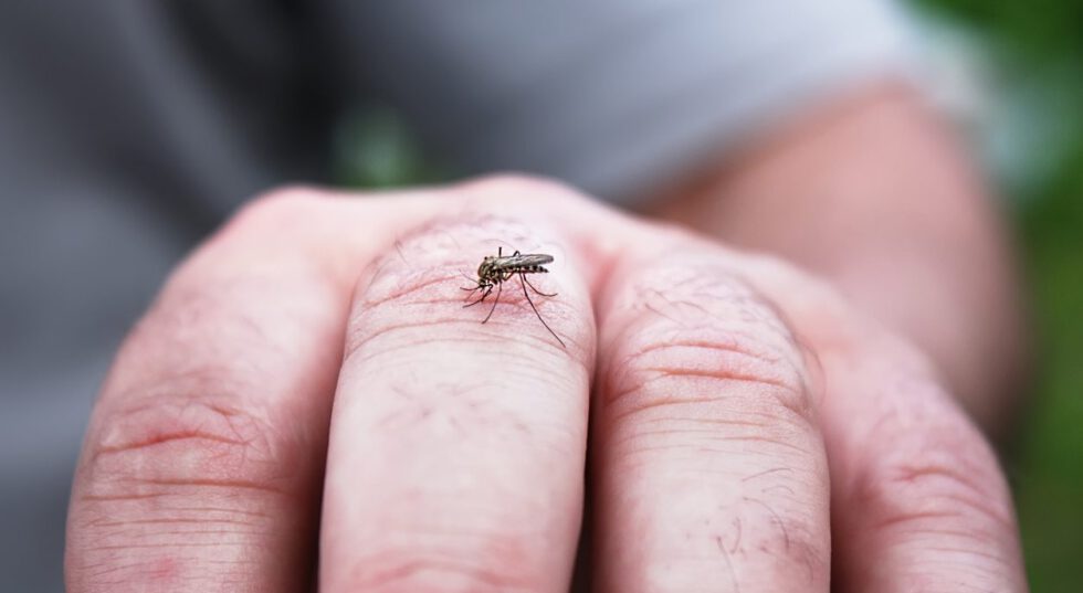 Why Do Mosquitoes Pester Some People More Than Others? It's in the Genes -  23andMe Blog