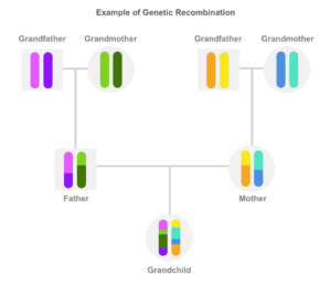 A family tree showing the genetic recombination within each generation