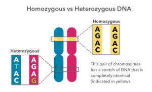 An image illustrating the difference between homozygous versus heterozygous DNA