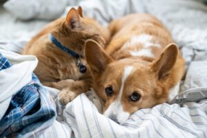 Close-Up Of Cat And Dog Sleeping On Bed At Home