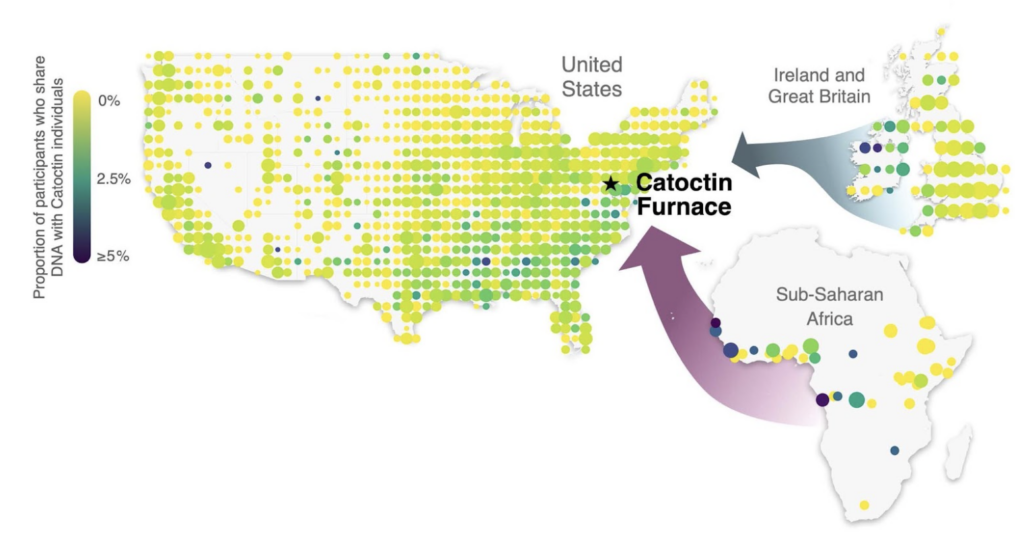A heat map showing not just where living genetic relatives of the Catoctin Furnace are in the United States but also the ancestral contributions from Africa and Europe.
