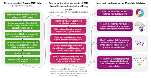 An illustration showing the process of first extracting data from ancient DNA, searching for identical segments among living people and then interpreting the results using 23andMe data.
